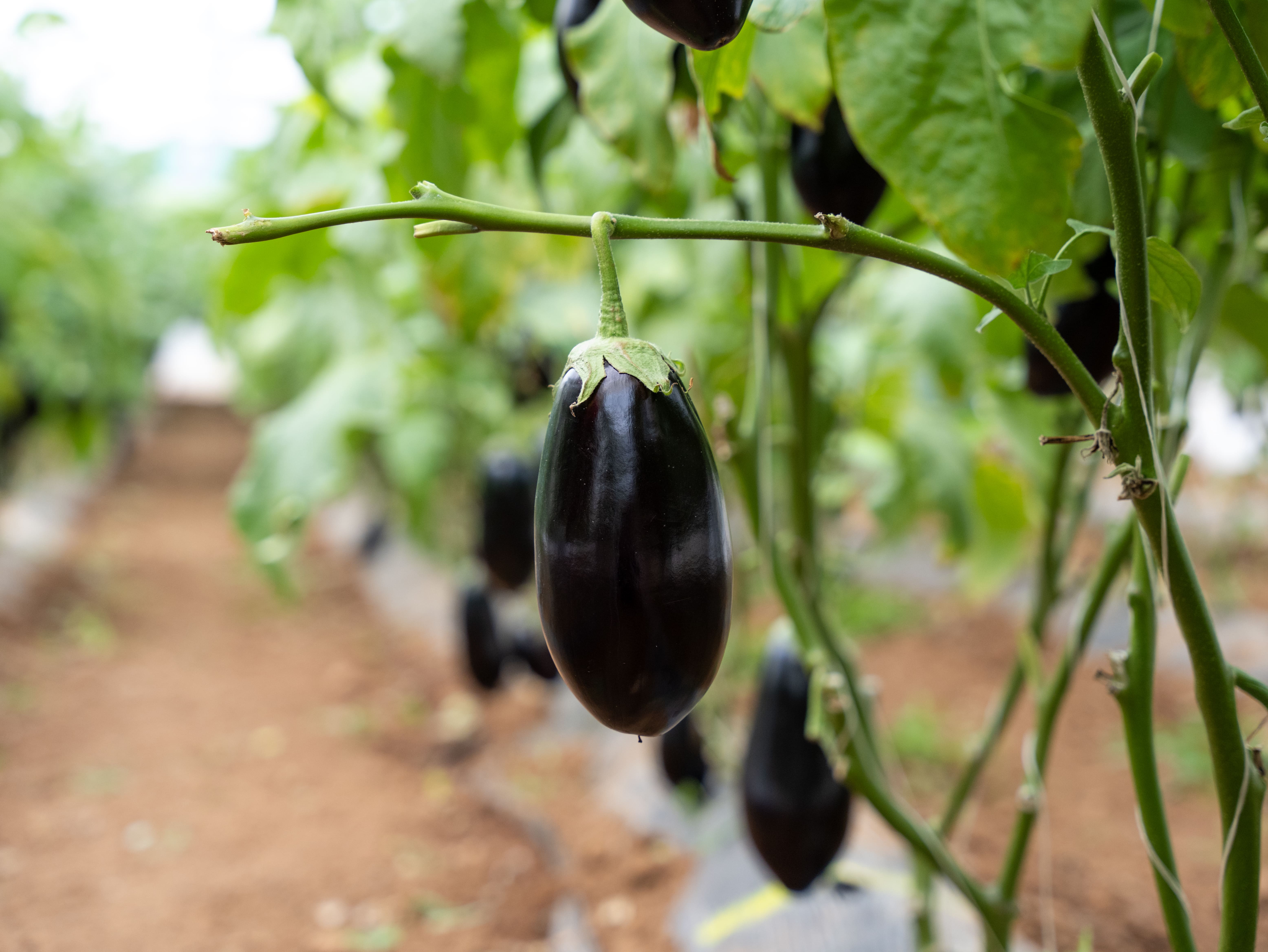 Greenhouse eggplant fertilization program